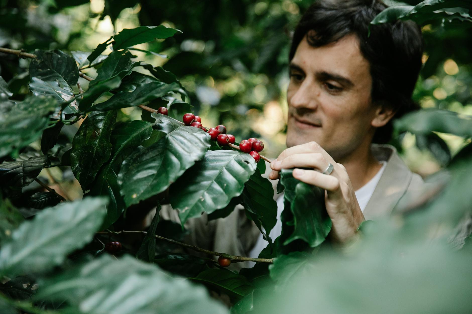 crop male gardener inspecting coffee berries on tree in plantation